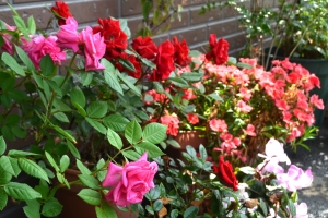 DSC_0087 - コピー (2).JPG